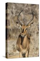 Namibia, Etosha National Park. Portrait of black-faced impala chewing its cud.-Jaynes Gallery-Stretched Canvas