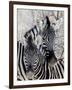 Namibia, Etosha National Park. Portrait of Two Zebras-Wendy Kaveney-Framed Photographic Print