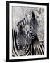 Namibia, Etosha National Park. Portrait of Two Zebras-Wendy Kaveney-Framed Photographic Print