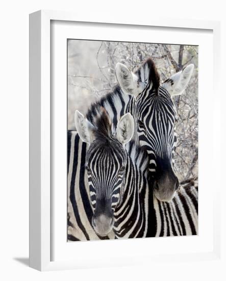 Namibia, Etosha National Park. Portrait of Two Zebras-Wendy Kaveney-Framed Photographic Print