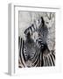 Namibia, Etosha National Park. Portrait of Two Zebras-Wendy Kaveney-Framed Photographic Print