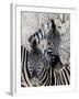 Namibia, Etosha National Park. Portrait of Two Zebras-Wendy Kaveney-Framed Photographic Print