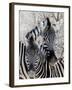 Namibia, Etosha National Park. Portrait of Two Zebras-Wendy Kaveney-Framed Photographic Print