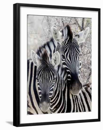 Namibia, Etosha National Park. Portrait of Two Zebras-Wendy Kaveney-Framed Photographic Print