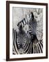 Namibia, Etosha National Park. Portrait of Two Zebras-Wendy Kaveney-Framed Photographic Print