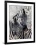 Namibia, Etosha National Park. Portrait of Two Zebras-Wendy Kaveney-Framed Photographic Print