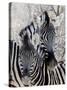 Namibia, Etosha National Park. Portrait of Two Zebras-Wendy Kaveney-Stretched Canvas