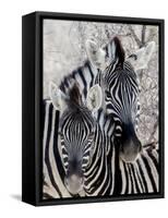 Namibia, Etosha National Park. Portrait of Two Zebras-Wendy Kaveney-Framed Stretched Canvas
