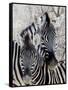 Namibia, Etosha National Park. Portrait of Two Zebras-Wendy Kaveney-Framed Stretched Canvas