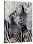 Namibia, Etosha National Park. Portrait of Two Zebras-Wendy Kaveney-Stretched Canvas