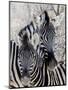 Namibia, Etosha National Park. Portrait of Two Zebras-Wendy Kaveney-Mounted Photographic Print