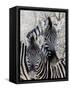 Namibia, Etosha National Park. Portrait of Two Zebras-Wendy Kaveney-Framed Stretched Canvas