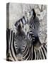 Namibia, Etosha National Park. Portrait of Two Zebras-Wendy Kaveney-Stretched Canvas