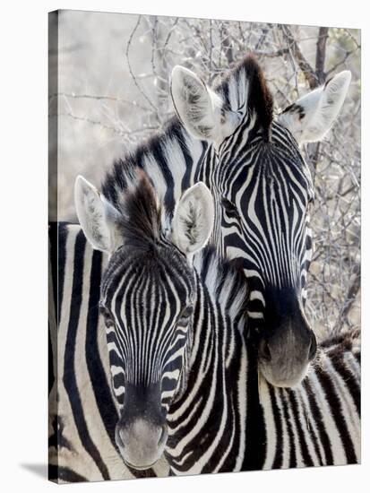 Namibia, Etosha National Park. Portrait of Two Zebras-Wendy Kaveney-Stretched Canvas