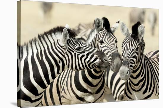 Namibia, Etosha, National Park. Three zebras nose to nose.-Jaynes Gallery-Stretched Canvas