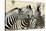 Namibia, Etosha, National Park. Three zebras nose to nose.-Jaynes Gallery-Stretched Canvas