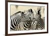 Namibia, Etosha, National Park. Three zebras nose to nose.-Jaynes Gallery-Framed Photographic Print