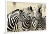 Namibia, Etosha, National Park. Three zebras nose to nose.-Jaynes Gallery-Framed Photographic Print