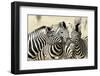 Namibia, Etosha, National Park. Three zebras nose to nose.-Jaynes Gallery-Framed Photographic Print