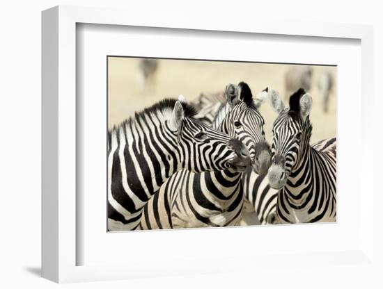 Namibia, Etosha, National Park. Three zebras nose to nose.-Jaynes Gallery-Framed Photographic Print