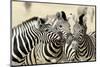 Namibia, Etosha, National Park. Three zebras nose to nose.-Jaynes Gallery-Mounted Photographic Print