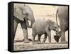 Namibia, Etosha NP. Baby Elephant Walking Between Two Adults-Wendy Kaveney-Framed Stretched Canvas