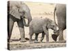 Namibia, Etosha NP. Baby Elephant Walking Between Two Adults-Wendy Kaveney-Stretched Canvas