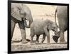 Namibia, Etosha NP. Baby Elephant Walking Between Two Adults-Wendy Kaveney-Framed Photographic Print