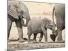 Namibia, Etosha NP. Baby Elephant Walking Between Two Adults-Wendy Kaveney-Mounted Photographic Print