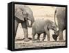 Namibia, Etosha NP. Baby Elephant Walking Between Two Adults-Wendy Kaveney-Framed Stretched Canvas
