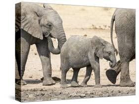 Namibia, Etosha NP. Baby Elephant Walking Between Two Adults-Wendy Kaveney-Stretched Canvas