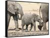 Namibia, Etosha NP. Baby Elephant Walking Between Two Adults-Wendy Kaveney-Framed Stretched Canvas