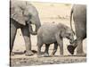 Namibia, Etosha NP. Baby Elephant Walking Between Two Adults-Wendy Kaveney-Stretched Canvas