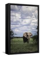 Namibia, Etosha NP, Elephant Young Male, African Bush Elephant-Walter Bibikow-Framed Stretched Canvas