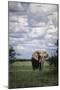 Namibia, Etosha NP, Elephant Young Male, African Bush Elephant-Walter Bibikow-Mounted Photographic Print