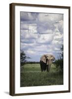 Namibia, Etosha NP, Elephant Young Male, African Bush Elephant-Walter Bibikow-Framed Photographic Print