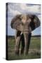 Namibia, Etosha NP, Elephant Young Male, African Bush Elephant-Walter Bibikow-Stretched Canvas