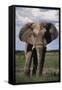 Namibia, Etosha NP, Elephant Young Male, African Bush Elephant-Walter Bibikow-Framed Stretched Canvas