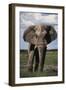 Namibia, Etosha NP, Elephant Young Male, African Bush Elephant-Walter Bibikow-Framed Photographic Print