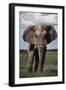 Namibia, Etosha NP, Elephant Young Male, African Bush Elephant-Walter Bibikow-Framed Photographic Print