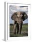 Namibia, Etosha NP, Elephant Young Male, African Bush Elephant-Walter Bibikow-Framed Photographic Print