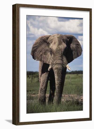 Namibia, Etosha NP, Elephant Young Male, African Bush Elephant-Walter Bibikow-Framed Photographic Print