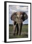 Namibia, Etosha NP, Elephant Young Male, African Bush Elephant-Walter Bibikow-Framed Photographic Print