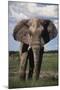 Namibia, Etosha NP, Elephant Young Male, African Bush Elephant-Walter Bibikow-Mounted Photographic Print