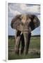 Namibia, Etosha NP, Elephant Young Male, African Bush Elephant-Walter Bibikow-Framed Photographic Print