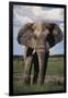 Namibia, Etosha NP, Elephant Young Male, African Bush Elephant-Walter Bibikow-Framed Photographic Print