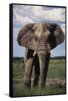 Namibia, Etosha NP, Elephant Young Male, African Bush Elephant-Walter Bibikow-Framed Stretched Canvas