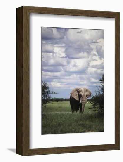 Namibia, Etosha NP, Elephant Young Male, African Bush Elephant-Walter Bibikow-Framed Photographic Print