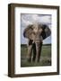 Namibia, Etosha NP, Elephant Young Male, African Bush Elephant-Walter Bibikow-Framed Photographic Print