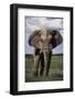 Namibia, Etosha NP, Elephant Young Male, African Bush Elephant-Walter Bibikow-Framed Photographic Print